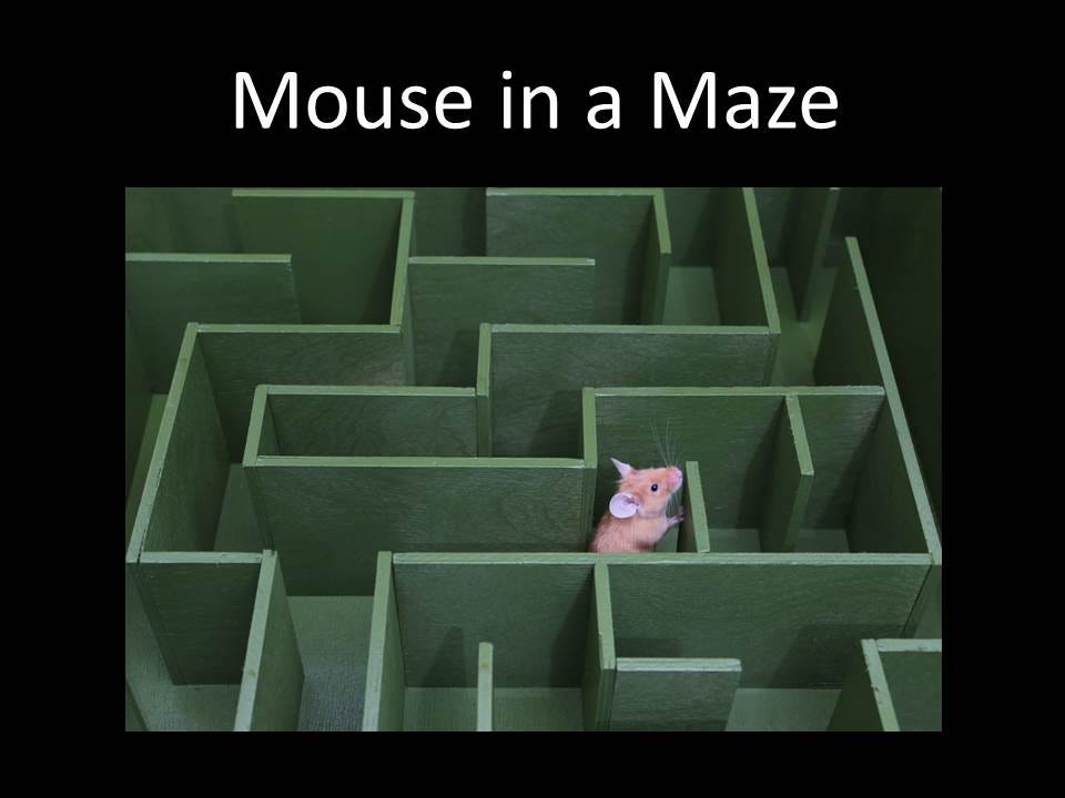 Another Song about Getting Through the Pandemic — Mouse in a Maze by