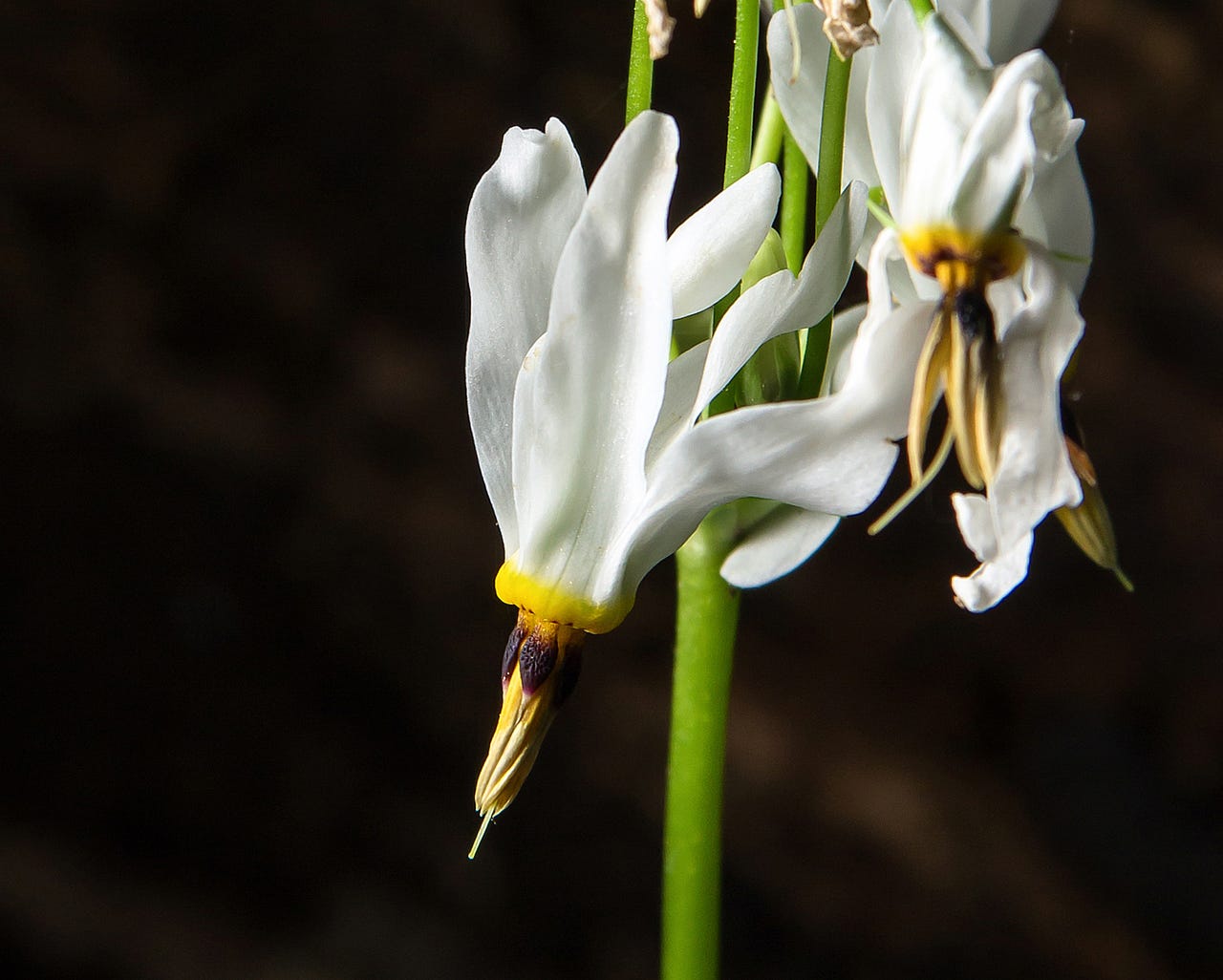 25 of the Most Beautiful Wildflowers in by R. Philip Bouchard