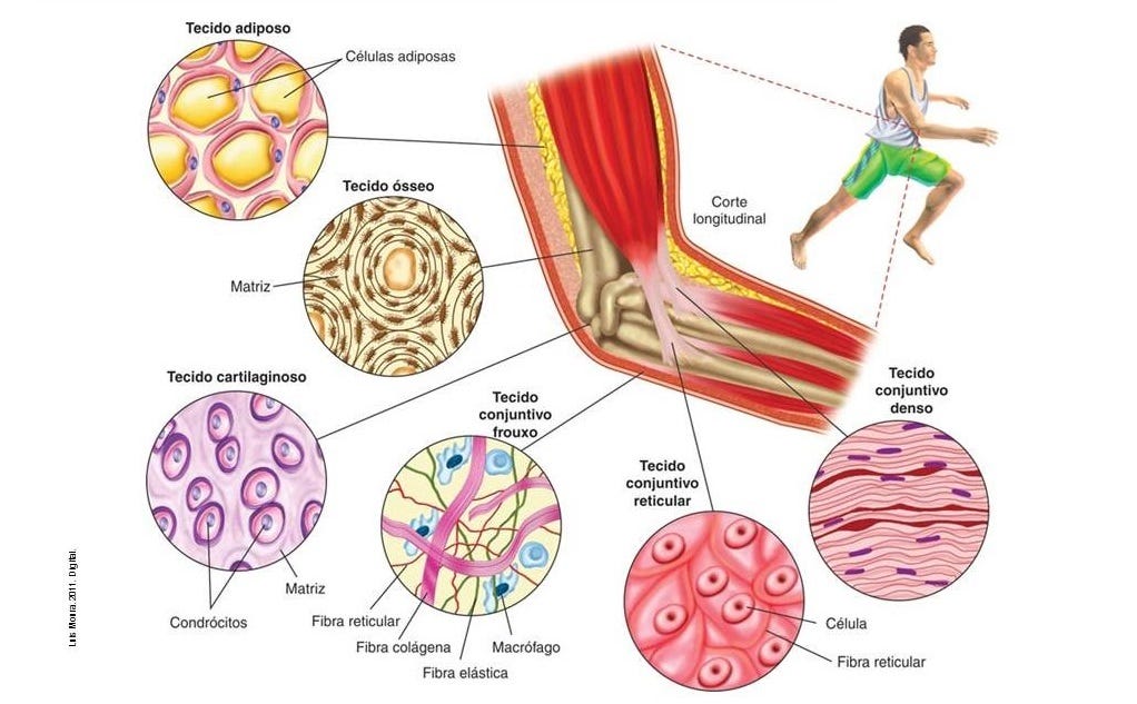 HISTOLOGIA Tecido Conjuntivo e Conjuntivo Propriamente Dito by