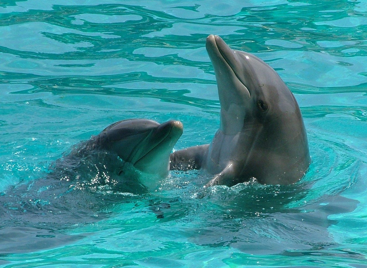 The extraordinary and colored dolphins by Animaux Rigolos d'après