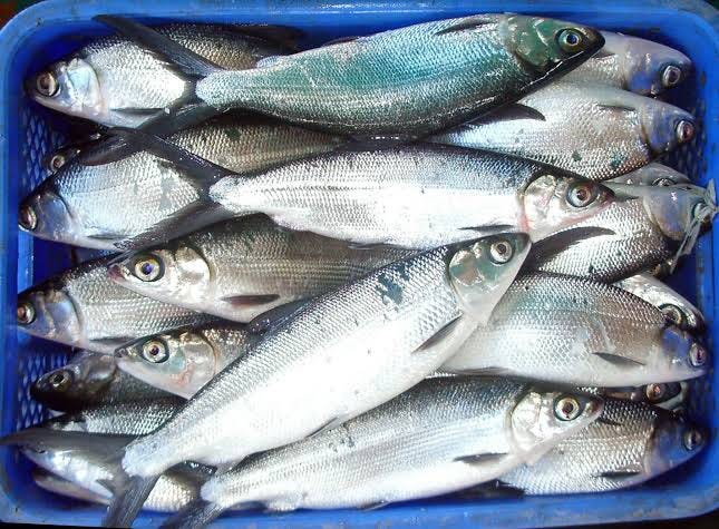 Milkfish (Chanos chanos) locally known as bangus is one of the oldest