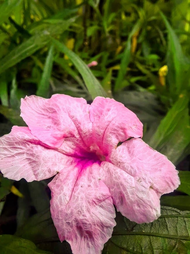 Beautiful Flowers in My garden. Today, I saw my apartment garden with a