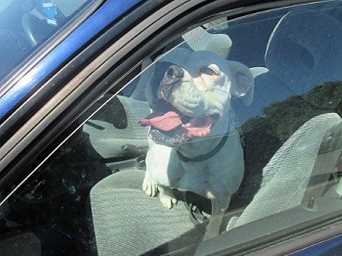 Inspiring How Dogs Locked In Hot Cars React When I Call Them Beautiful