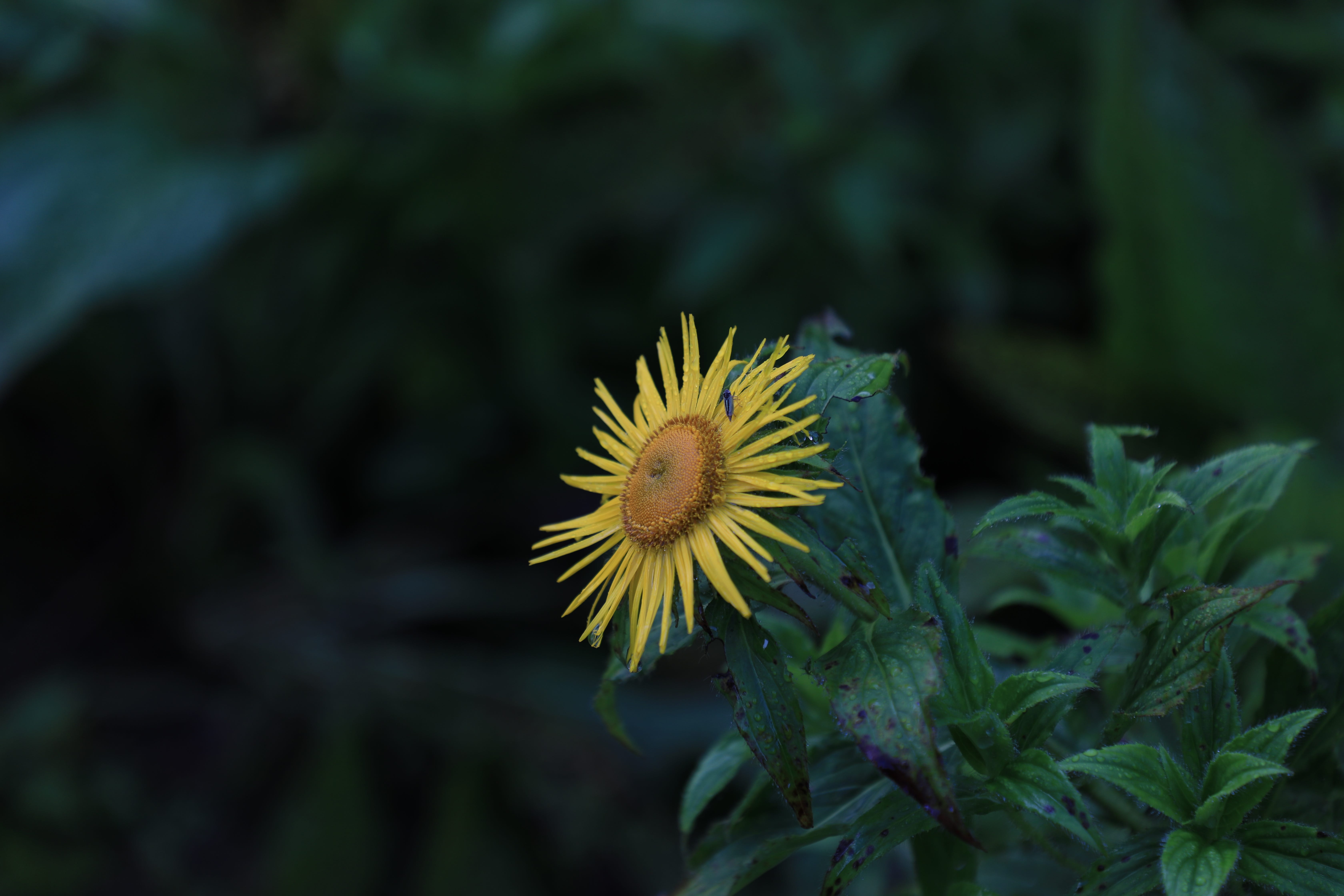 Valley of Flowers — into the Heaven itself by Bhumiraj Aaryan