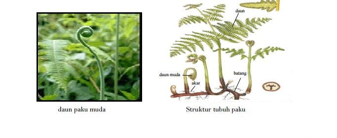 Metagenesis Tumbuhan Paku. Untuk kamu para pelajar khususnya… | by Nanang  Budiutomo | Medium