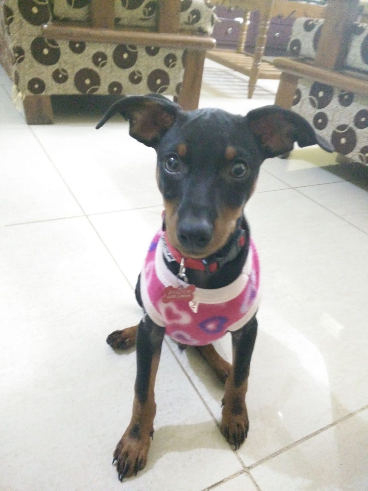 How Pets Can Make Your Life Beautiful OOt Social Health