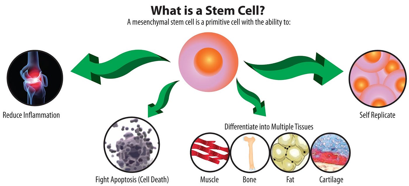 What can stem cells actually do for you?? by Weston Murdock Medium