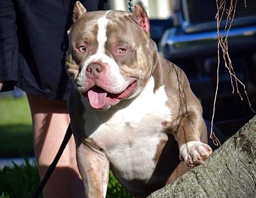1 American Bully Extreme Build Pocket American Bully's