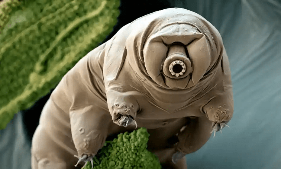 Water Bears in Space!?. WaterBears or Tardigrades have suited… by Joe Scaglione The