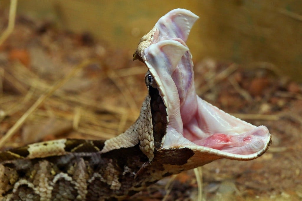Top 10 Gaboon Viper Facts. Gaboon Vipers (Bitis gabonica) are one… by