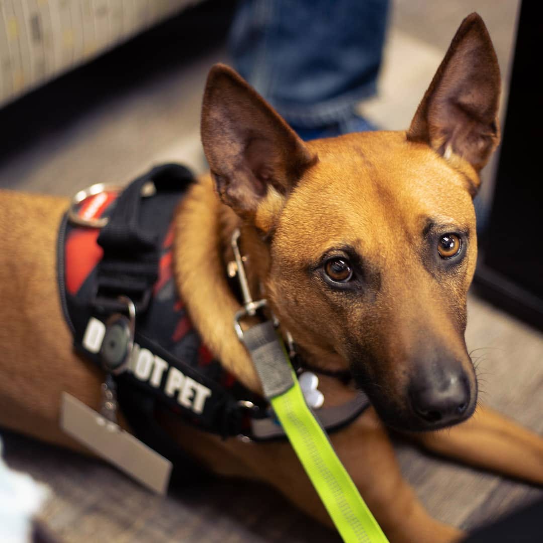 Service Dogs 101 For Beginners. What is a service dog? by Cassie