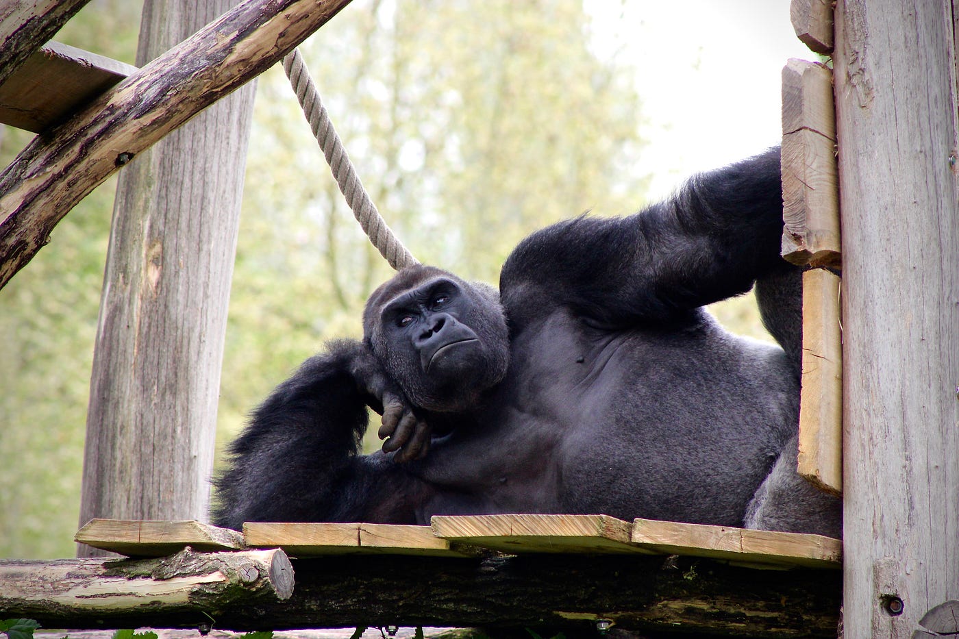 How Does A Gorilla Get So Strong? by Sam Westreich, PhD Medium