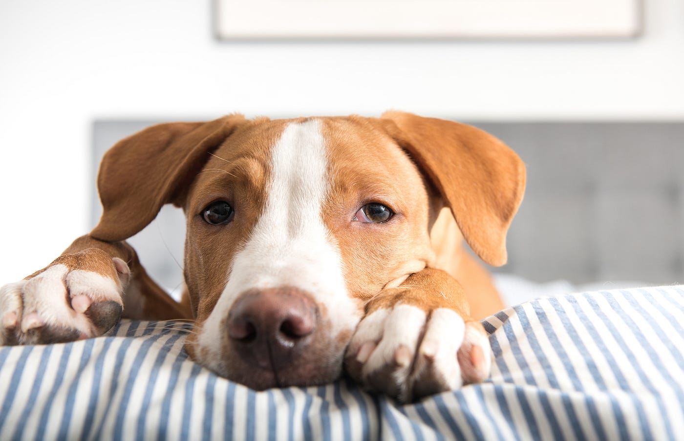 20 signs your dog is sick and what to do about it by The b The b
