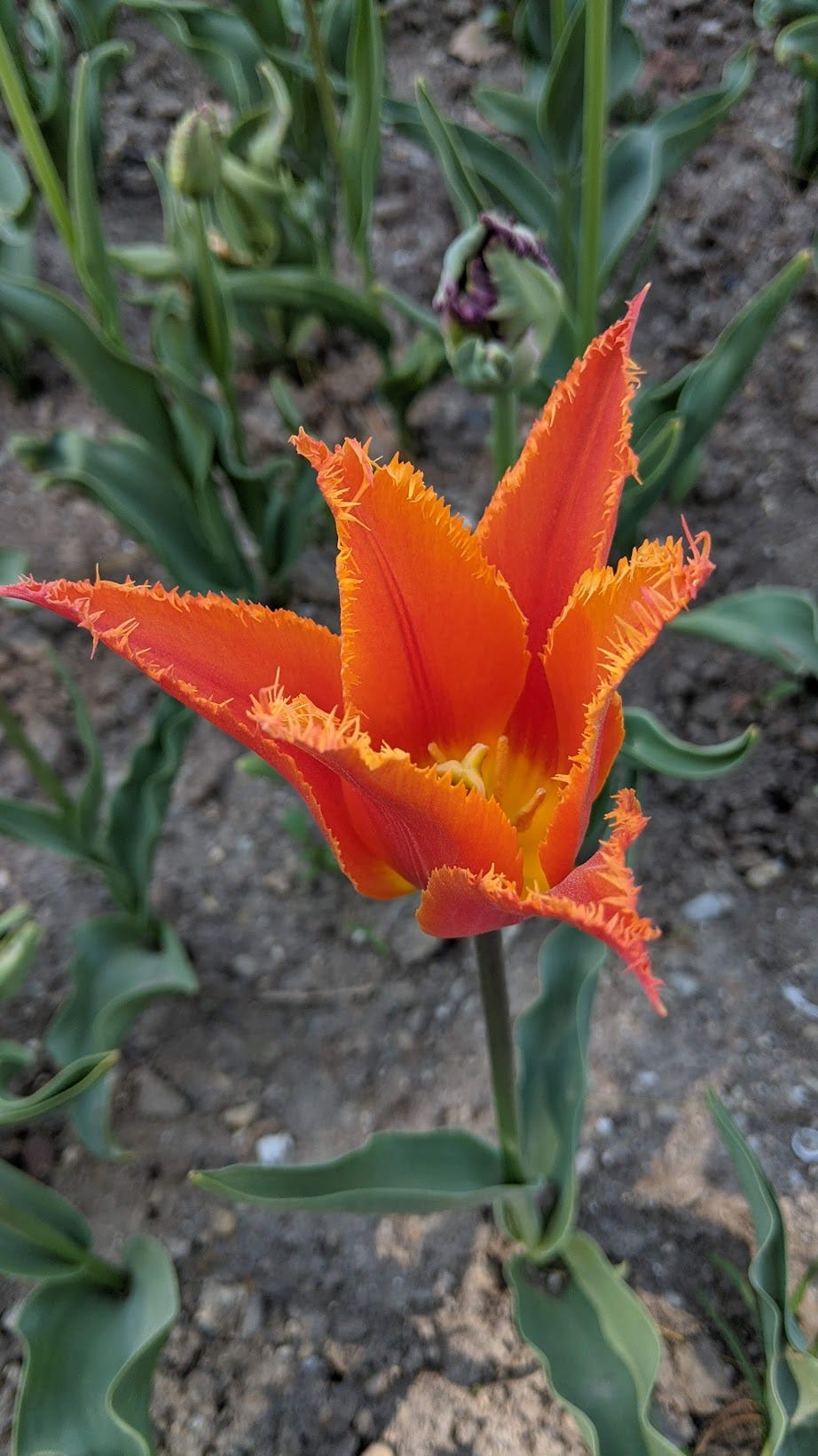 Saturating your senses with tulips in Switzerland by