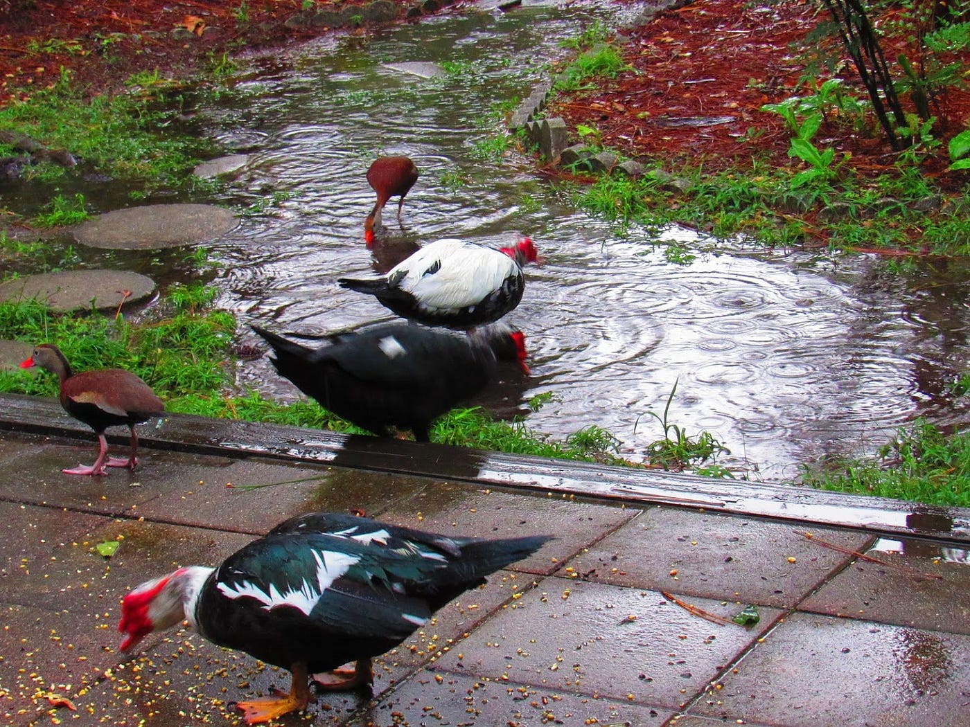 Rainy Ducks or Ducky Rains. A photo journal by Weeds