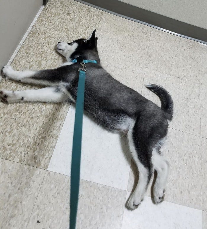 How To Keep Husky Cool Outside