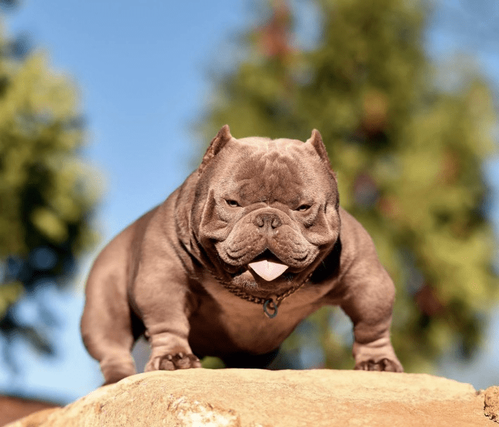 THE EXOTIC BULLY. AND THE “CLEAN EXOTIC” by BULLY KING Magazine