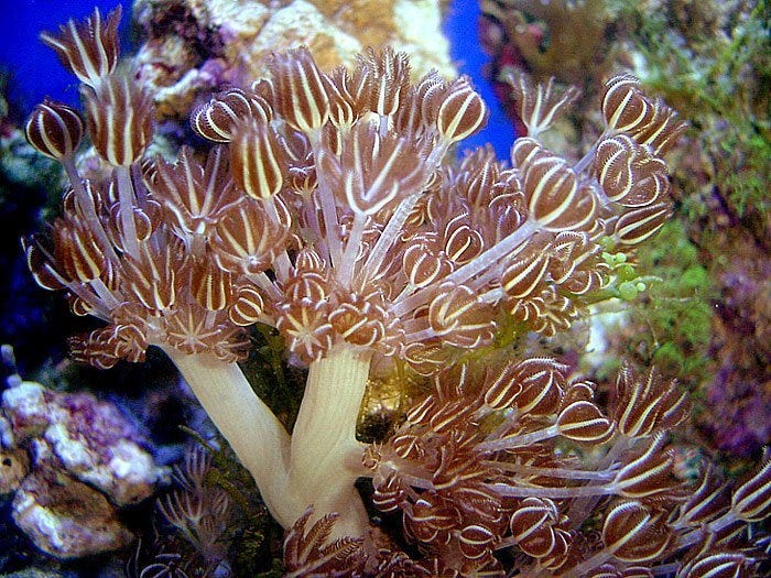 Phylum Cnidaria/Coelenterata by Biology Experts Notes Medium