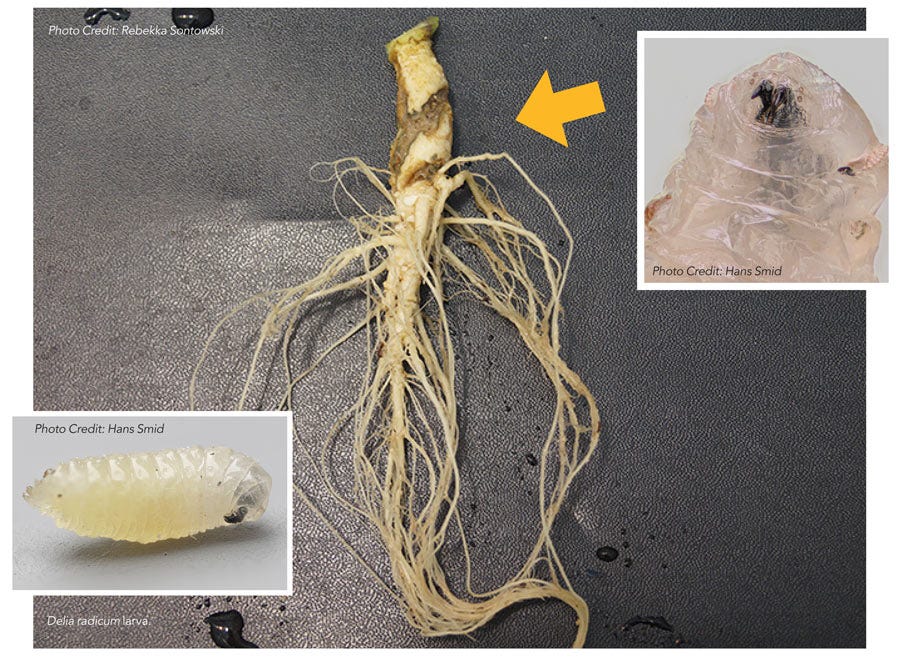 Genome analysis of cabbage root fly for targeted pest management by Research Features Apr