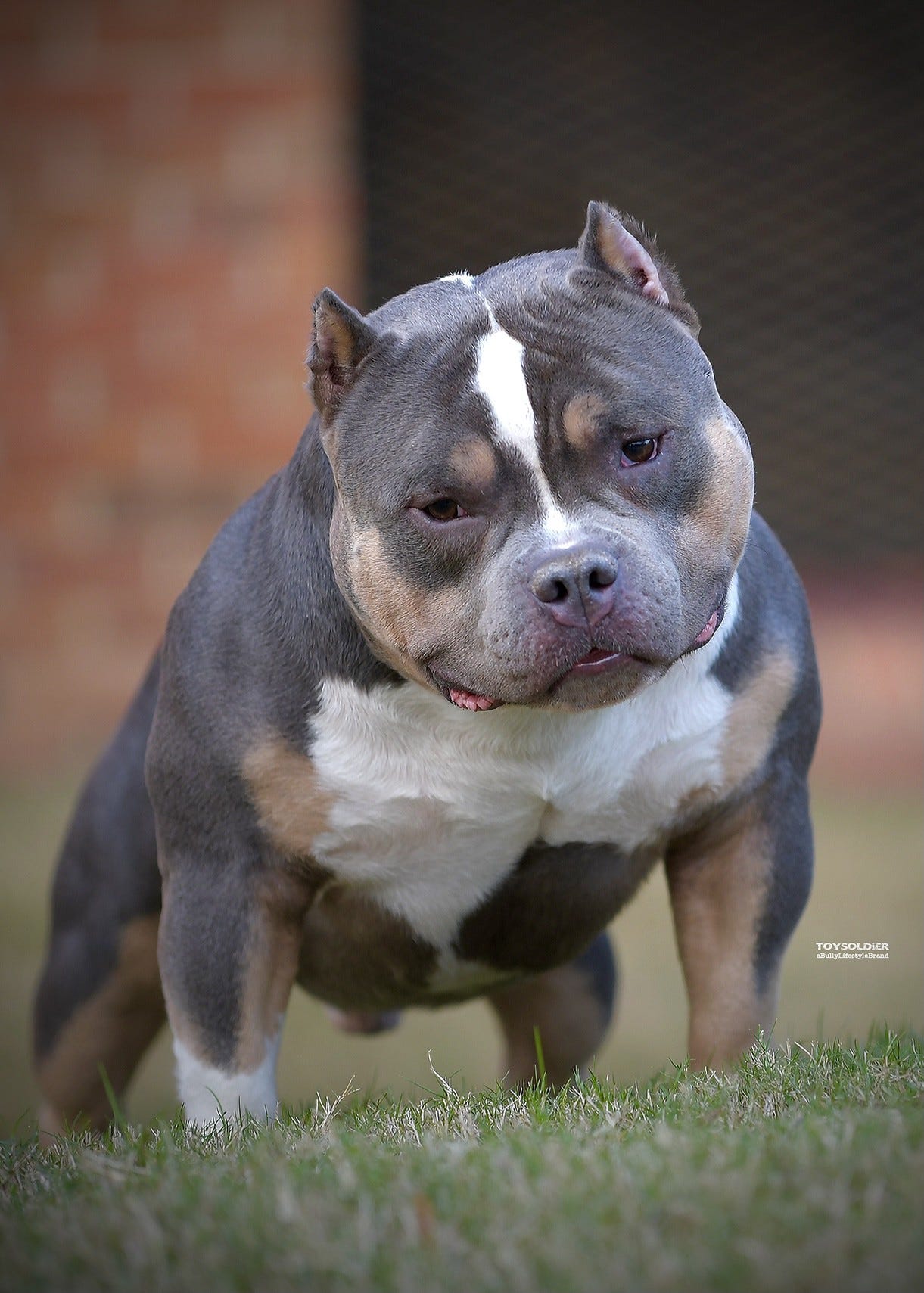 1 American Bully Extreme Build Pocket American Bully's