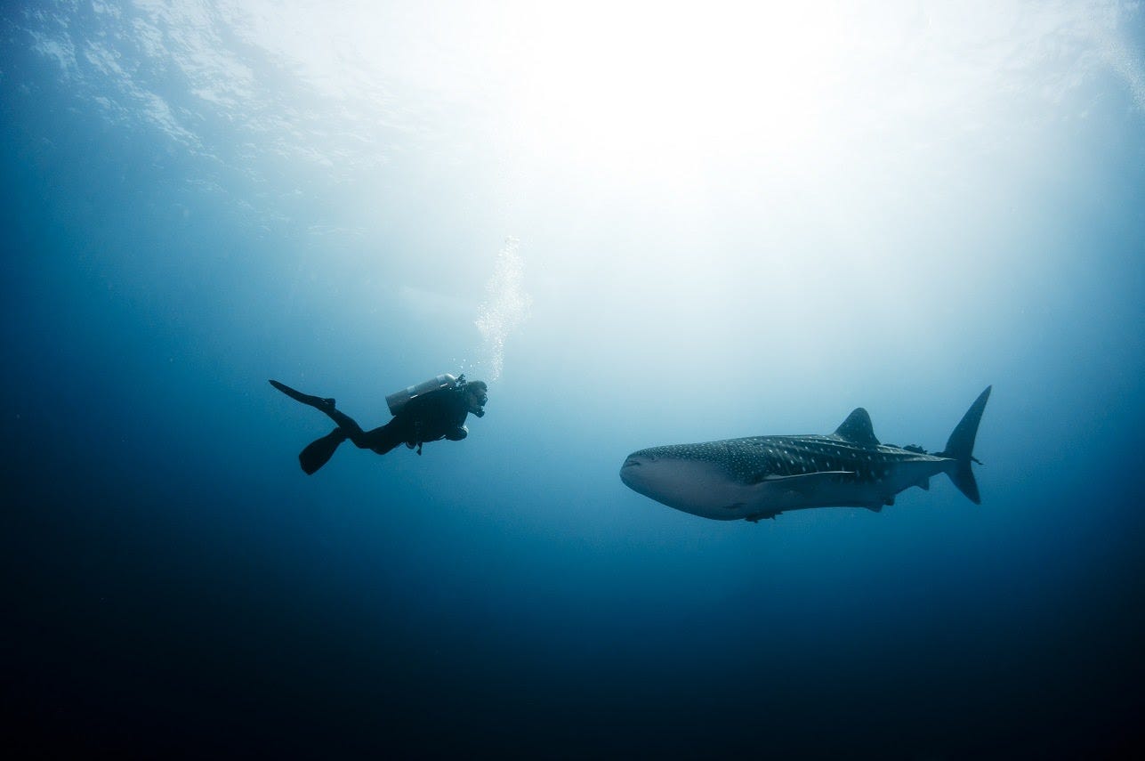 Diving With Whale Sharks Destinations Guide Medium
