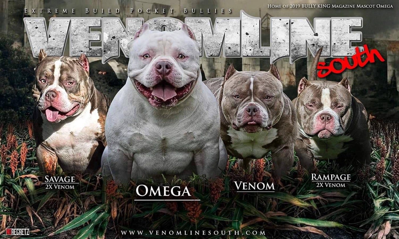 THE TOP AMERICAN BULLY KENNELS. EXTREME BUILD POCKET AMERICAN BULLY