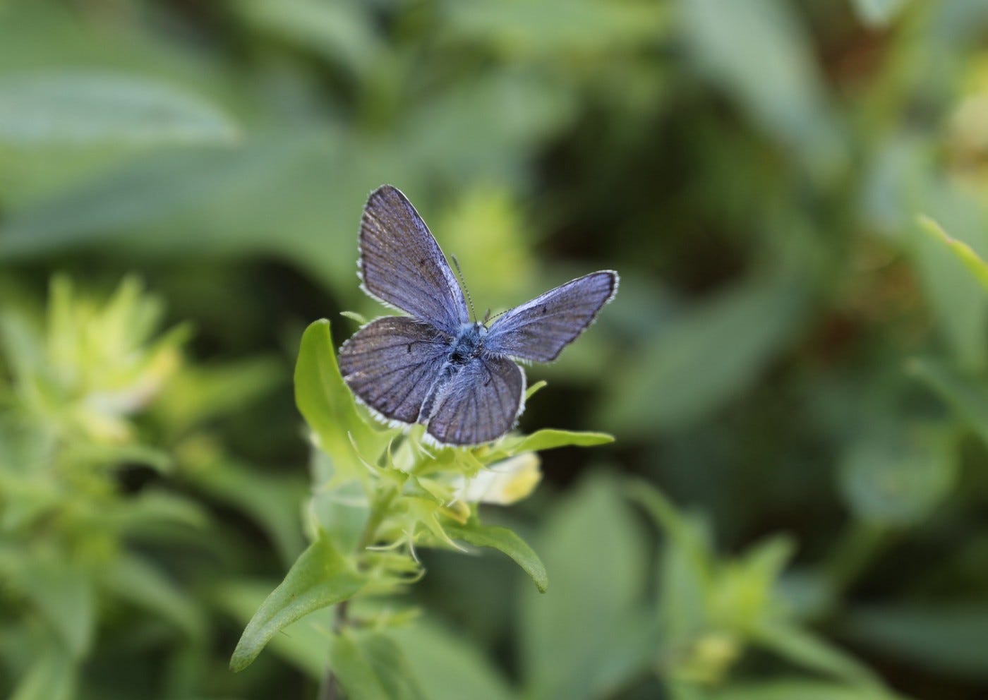 The Karner blue butterfly effect Conserving the Nature of the