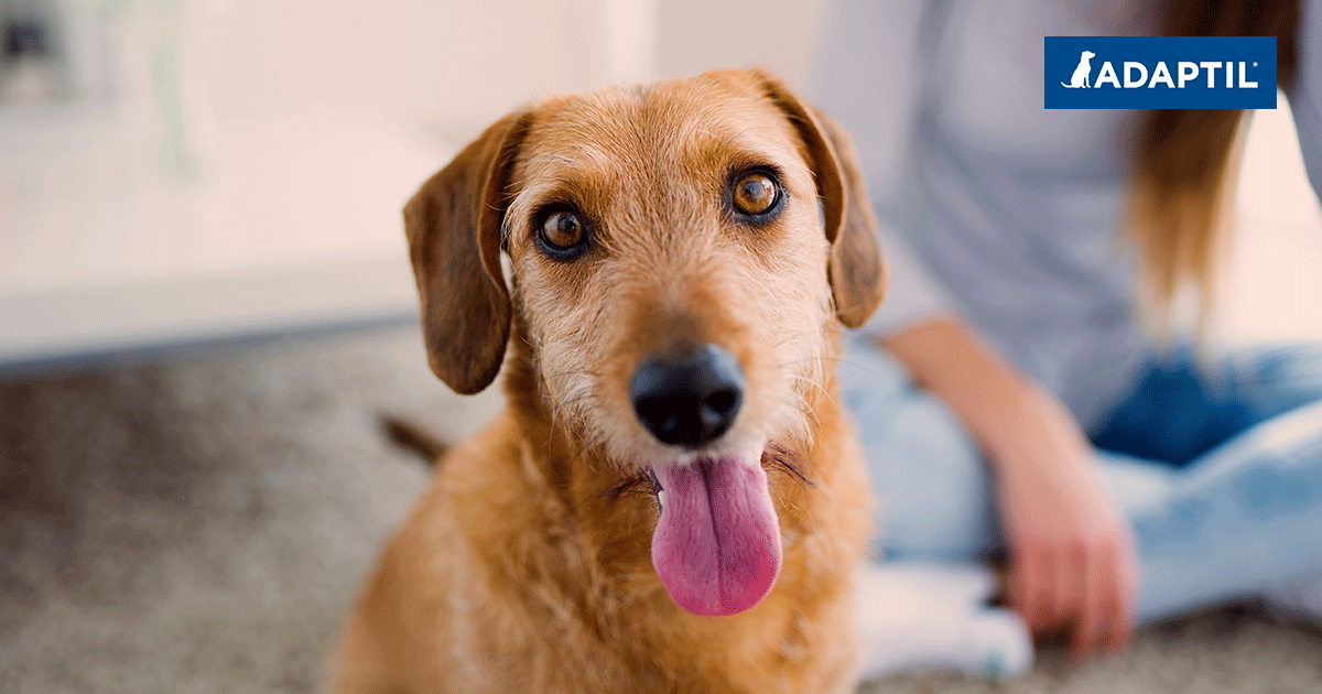 How to help your rescue dog settle into their new home by Adaptil