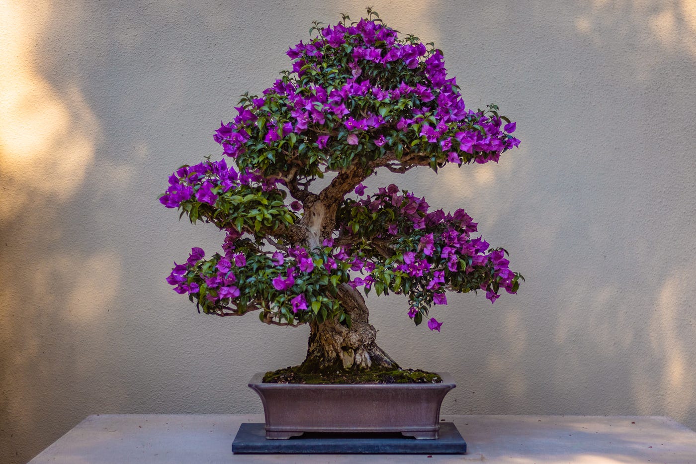 The Ancient Art of Bonsai. Bonsai history, philosophy and styles by