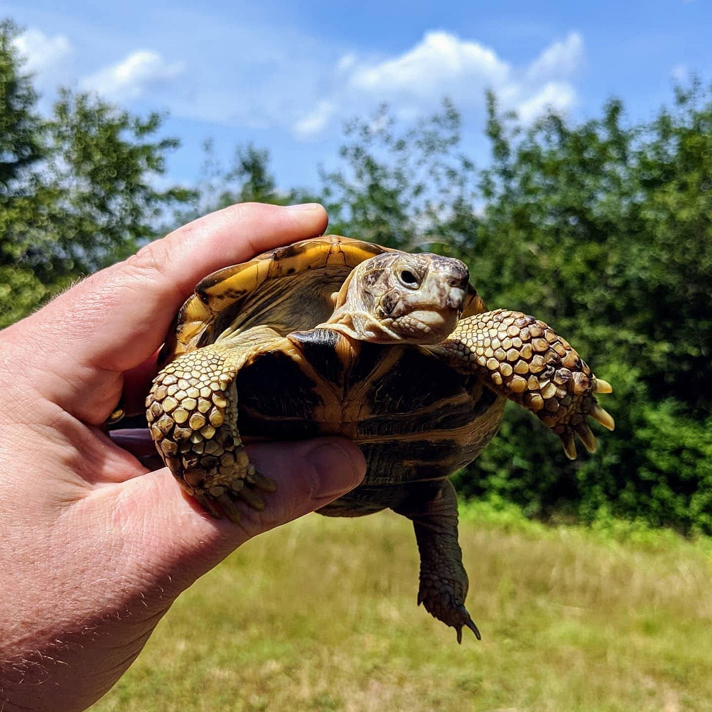 What Do Russian Tortoises Eat?. I live with five Russian Tortoises, one