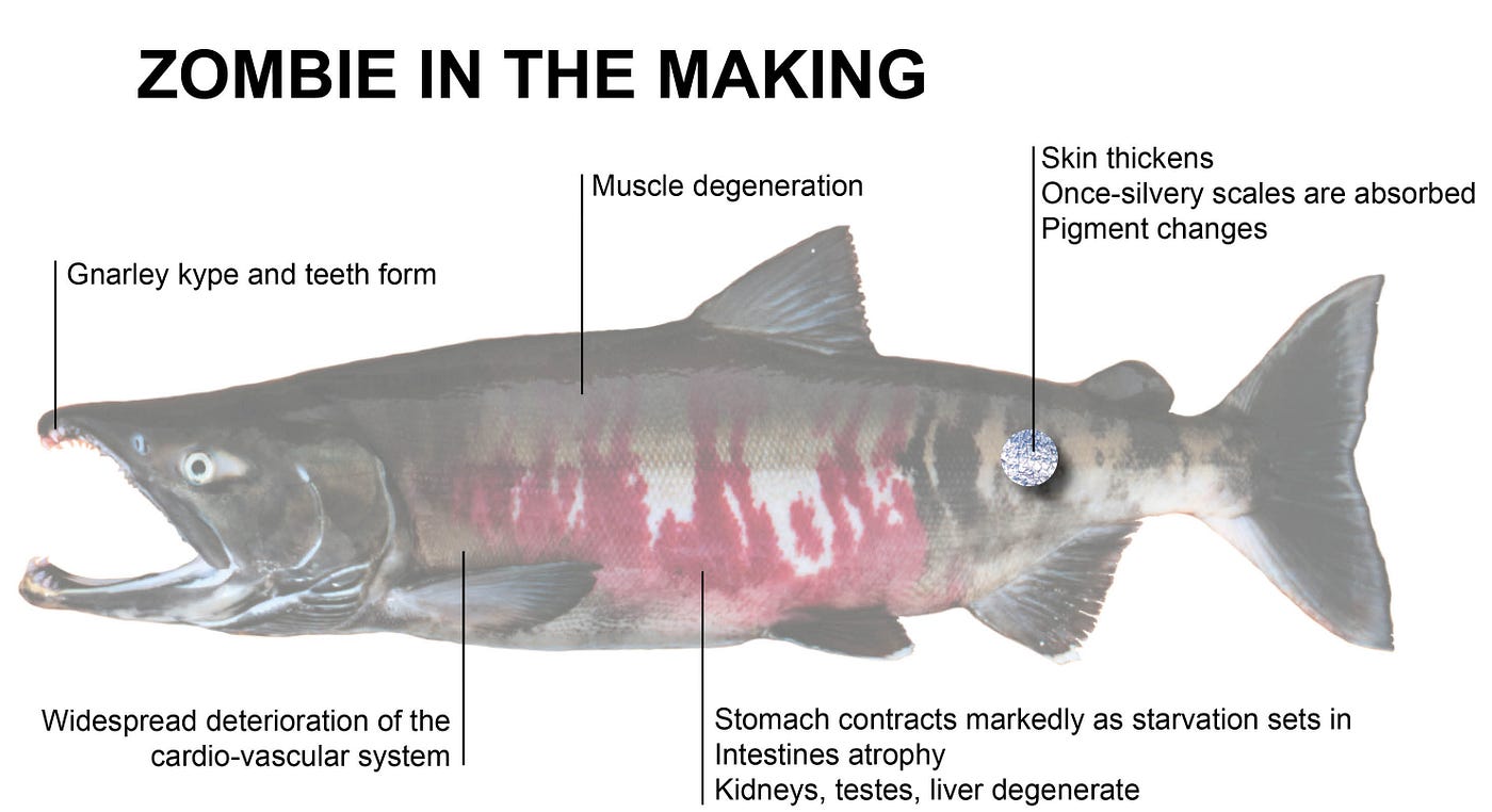 Life After Death Your Ultimate Guide to Zombie Salmon by U.S.Fish