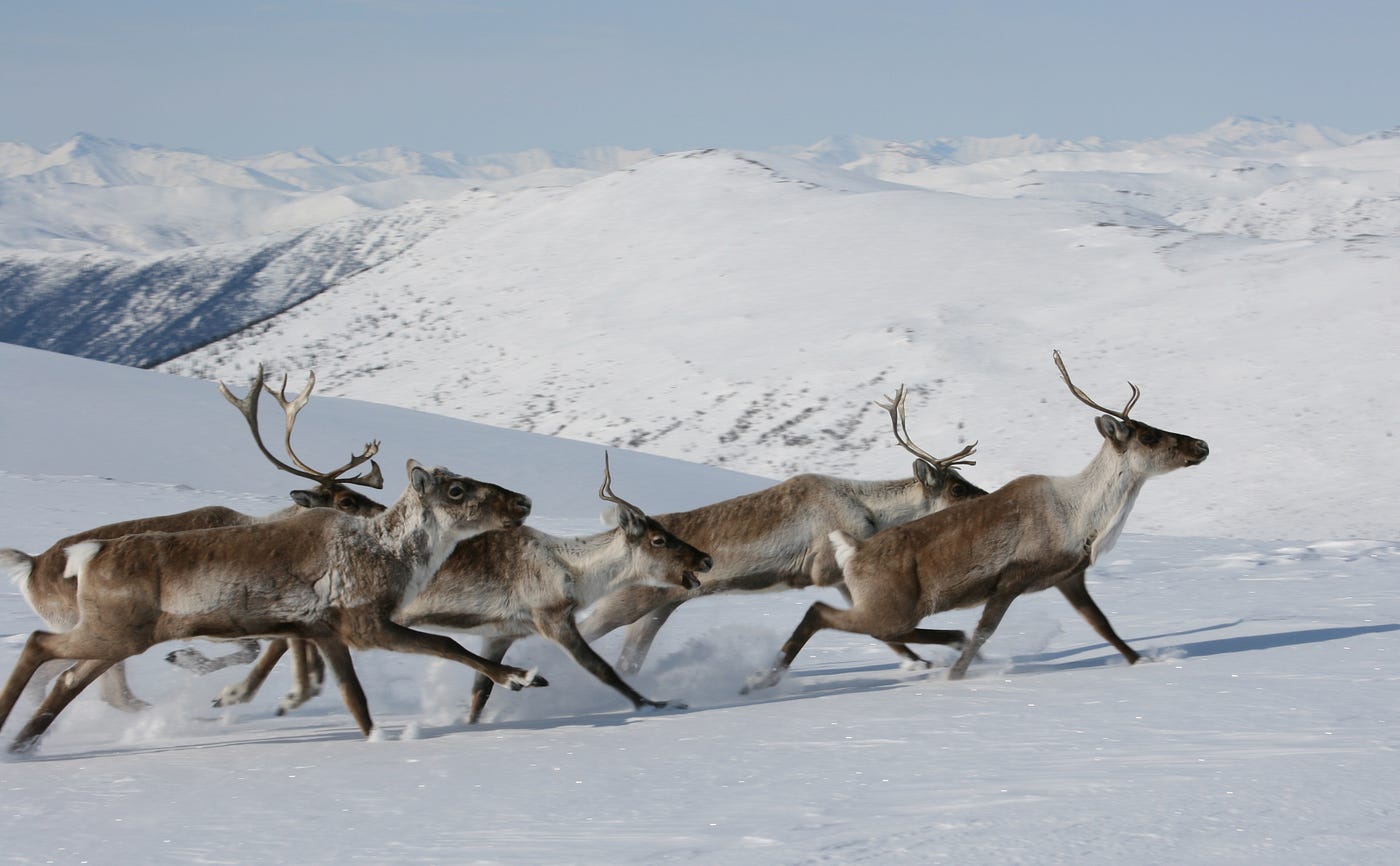 Caribou keep it cool in the cold. Winter adaptations of a far northern