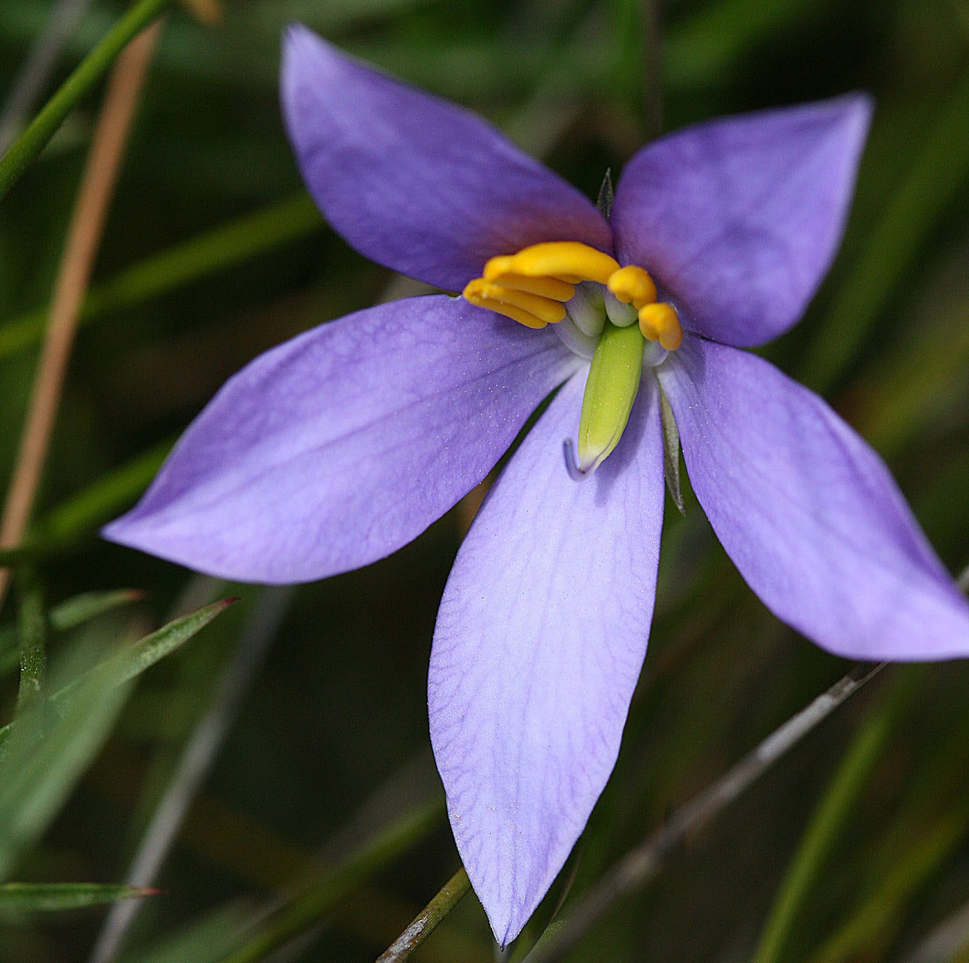 25 Beautiful Australian Wildflowers by R. Philip Bouchard The