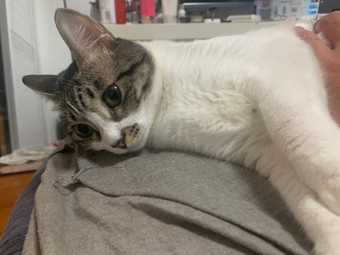 The Real Cost of Adopting a Cat. You’re about to pay for your vet’s next… by Jordan Fraser