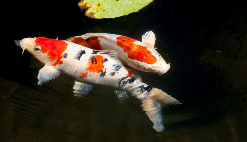 Sejarah dan Asal Usul Ikan Koi. Ikan Koi termasuk kedalam ikan dengan… | by  olivia syaifa | Medium