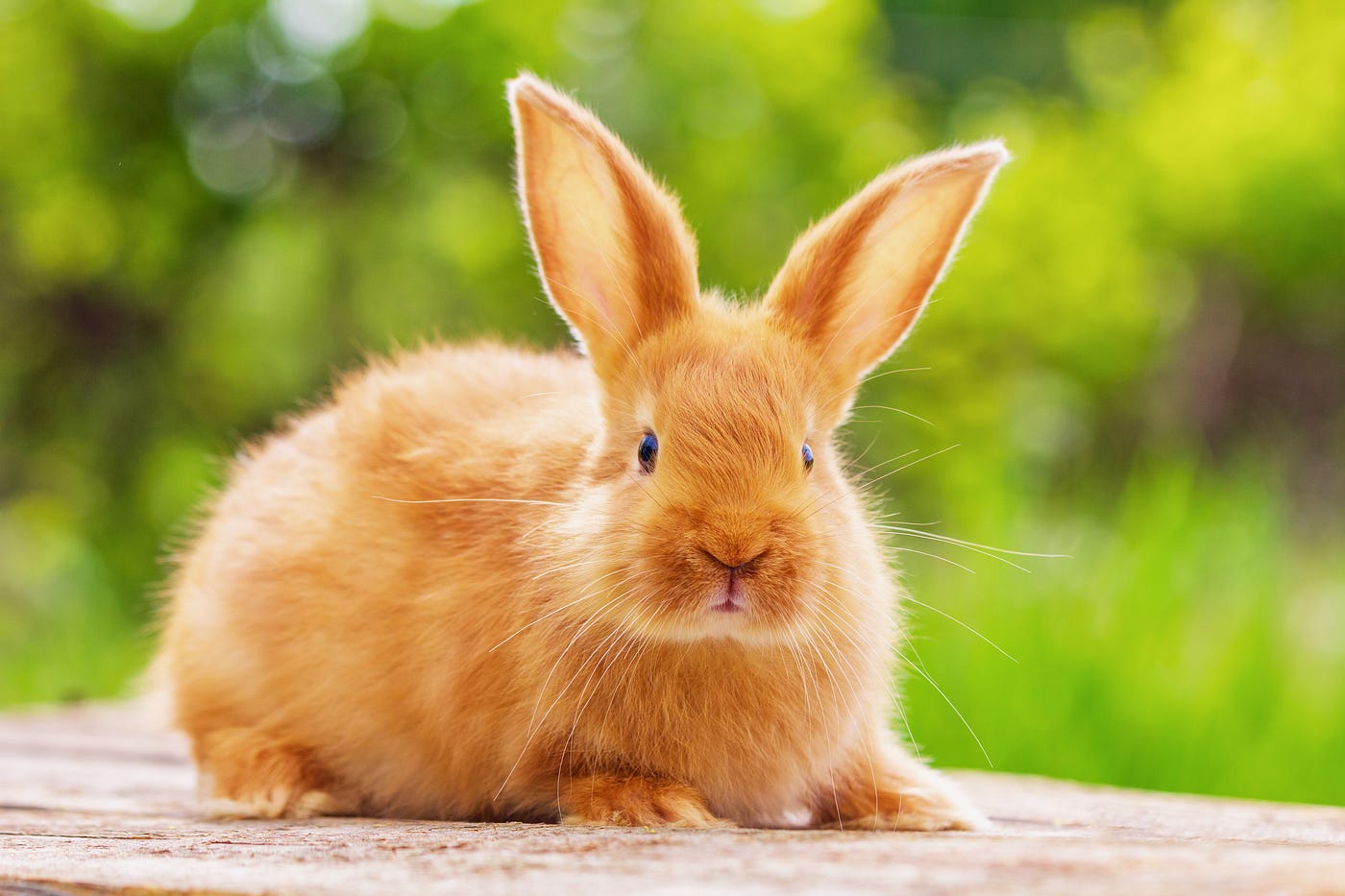 How 24 Rabbits Turned into 10 Billion in Australia (or How Aussies
