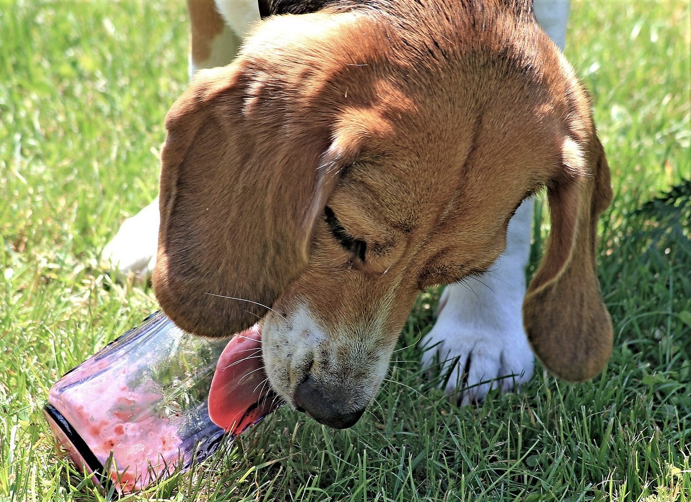 Why Does My Dog Lick His Stuffed Toys