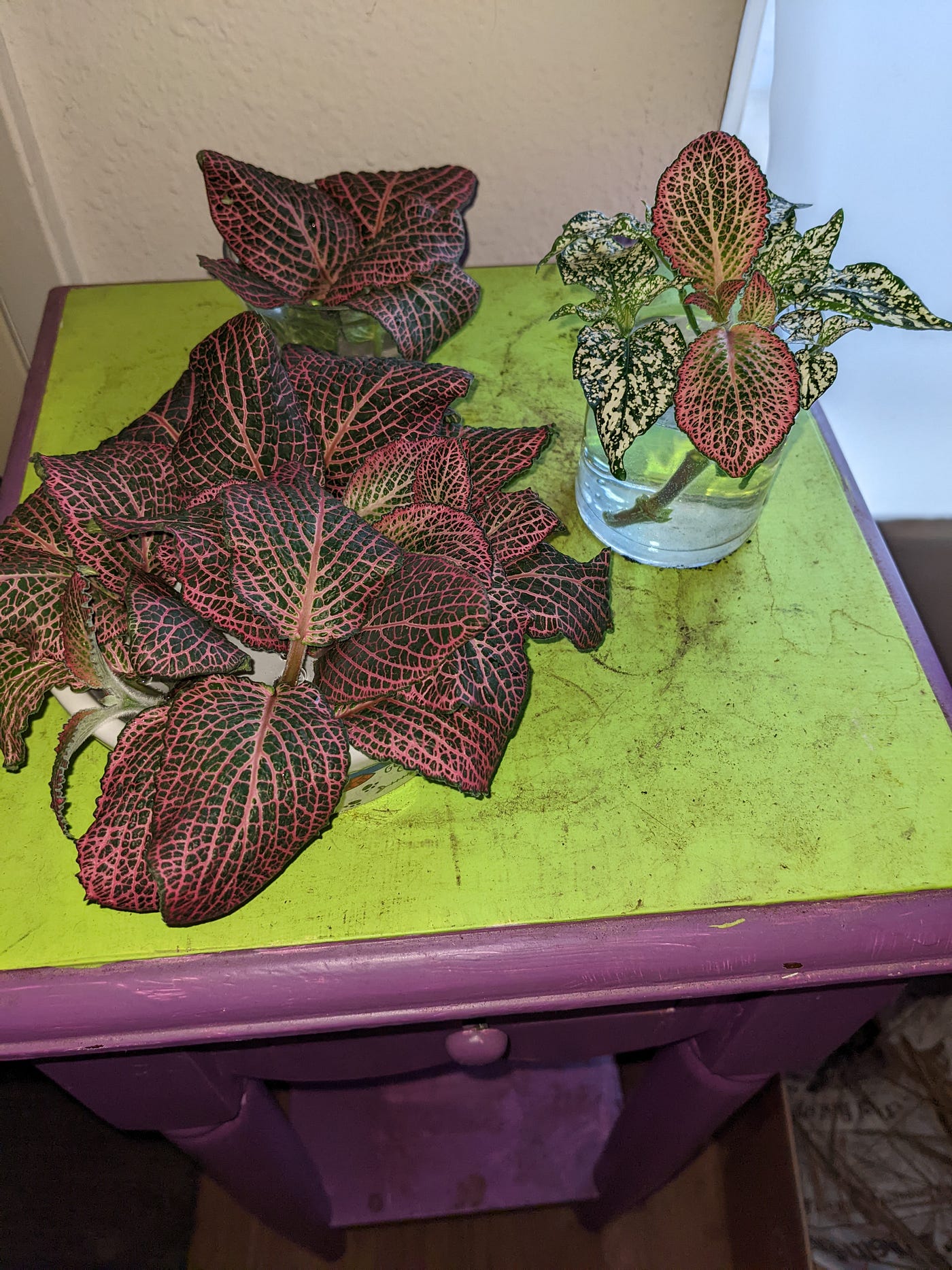 How To Propagate Plants In Water Weeds & Wildflowers