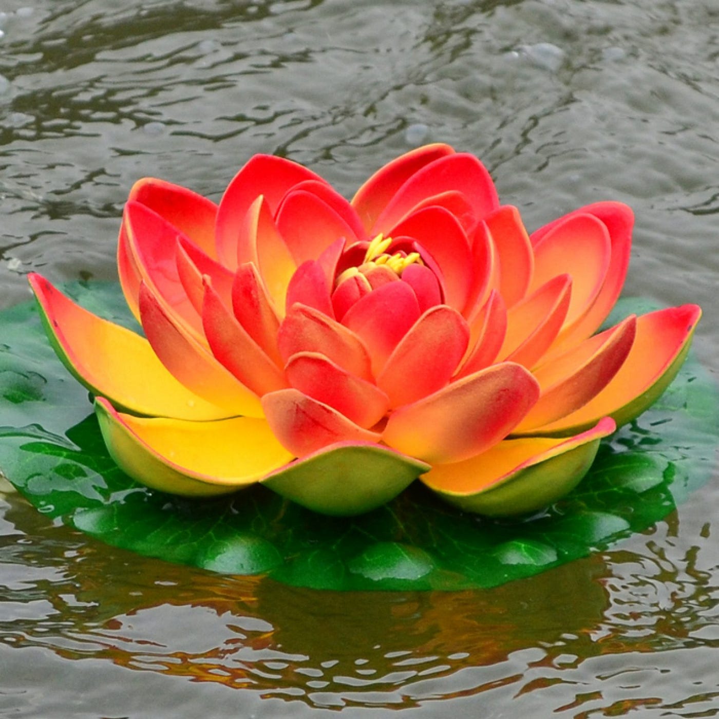 Lotus flower in the pond. Today, I want to take the reader’s… by Sam