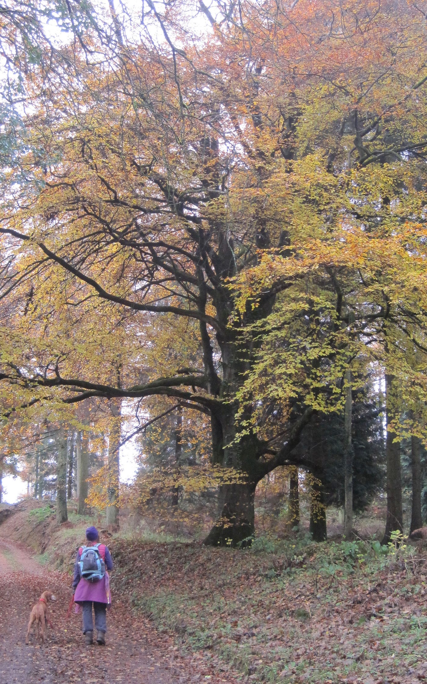 The Leland Trail. An amble with Amber by Anne Coombs Medium