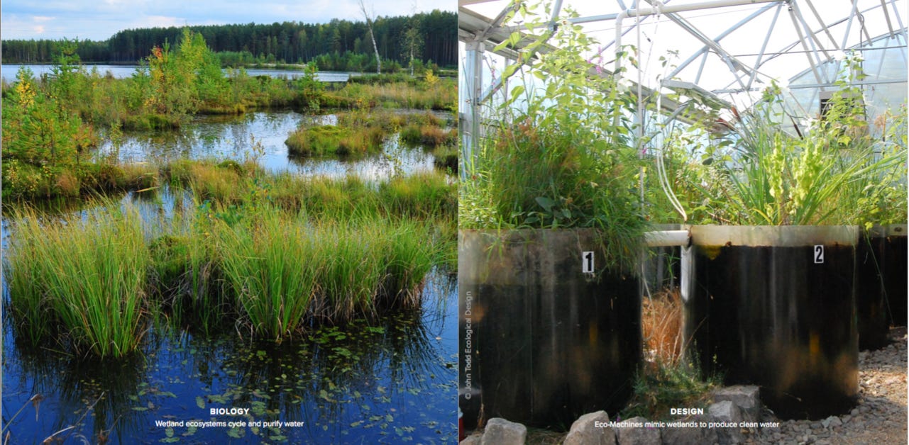 Memoirs of an Earth Steward & Ecosystems Restoration Manual by Daniel