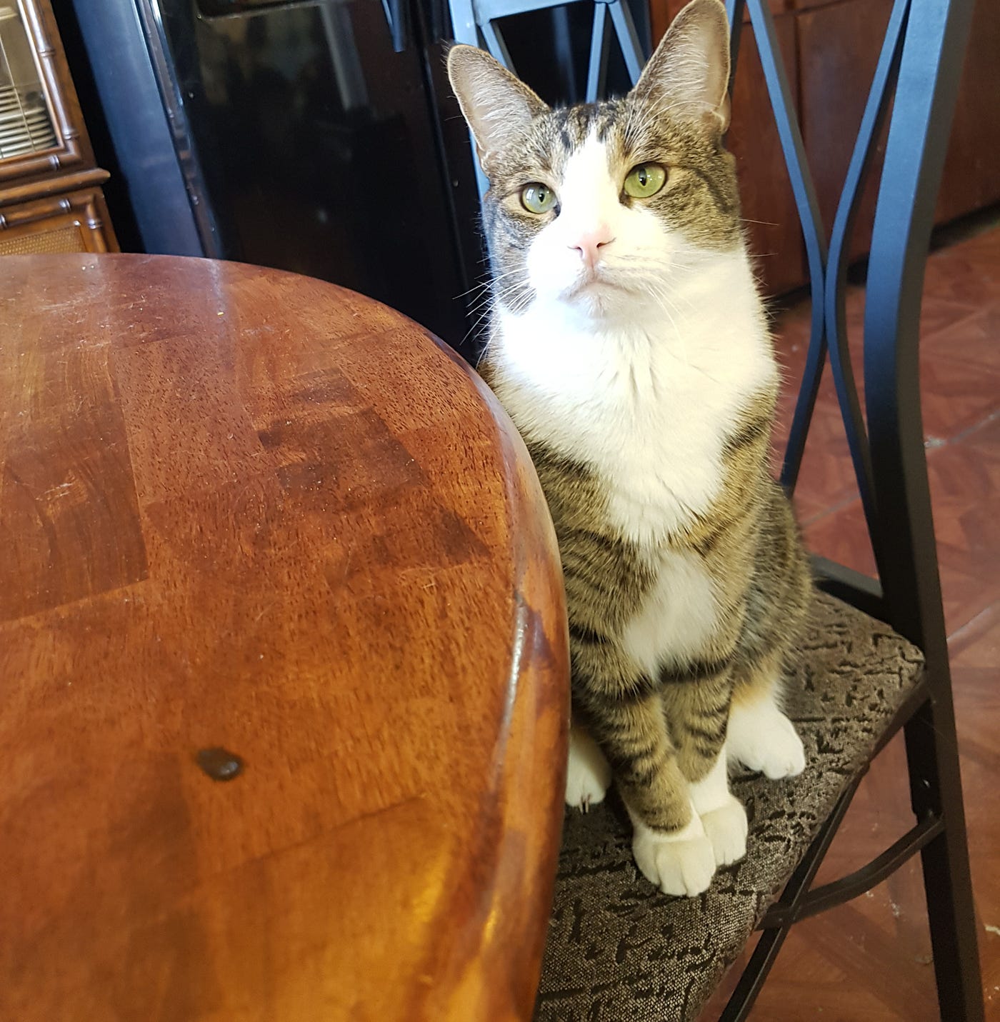 Why I Adopted An Aggressive Cat From A Shelter. by The Introspective