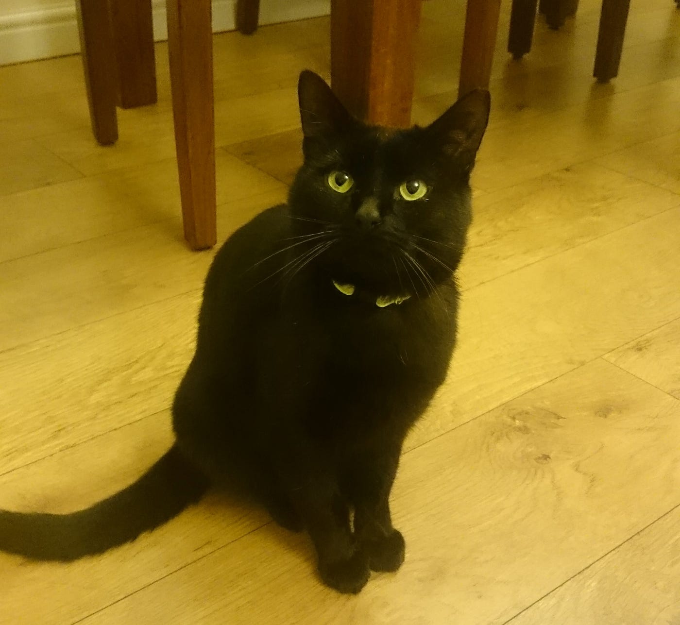 Automated cat feeder using a Raspberry Pi and Pi Camera by Ian Burton