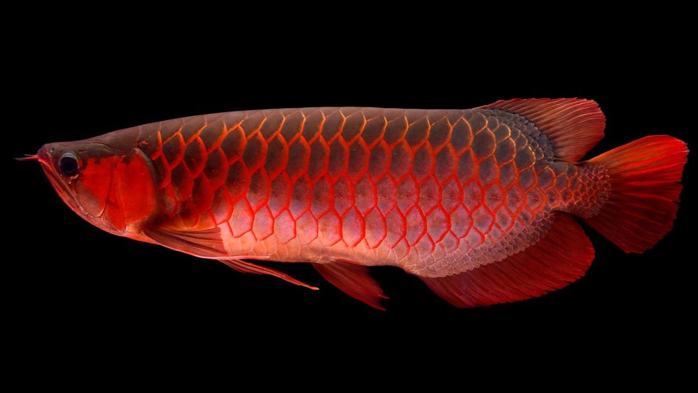 Ikan Arwana. Ikan Arwana merupakan salah satu… | by mus min | Medium