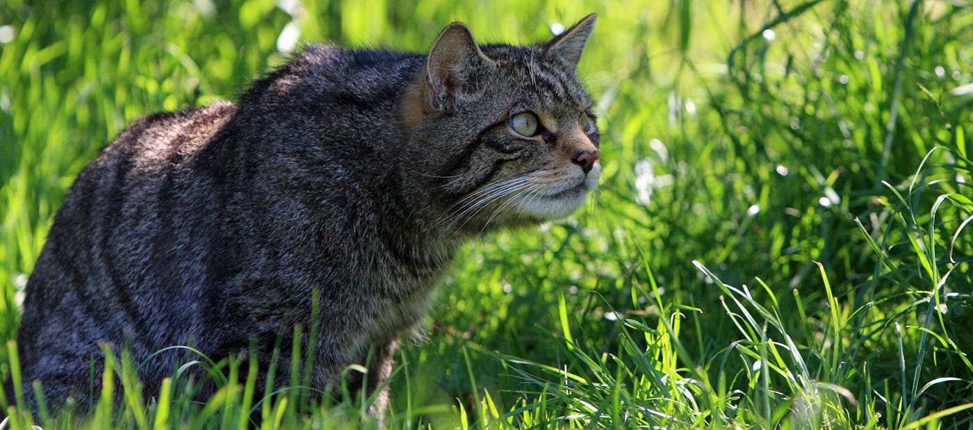 Are Domestic Cats Really Affecting the Environment? by Anne Zoet