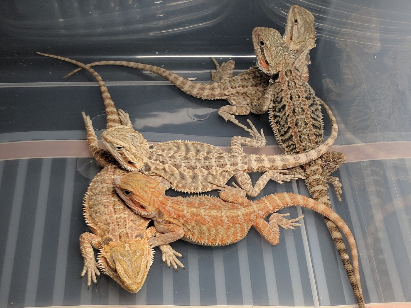 Do Bearded Dragons Get Lonely?. Look at these two bearded dragons… by