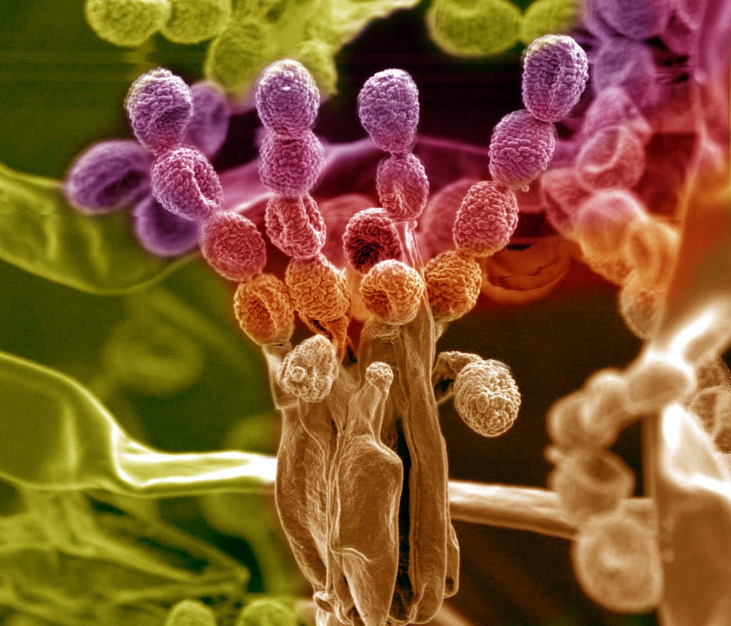 Engineering Microbes for a New Class of EcoFriendly Chemicals by