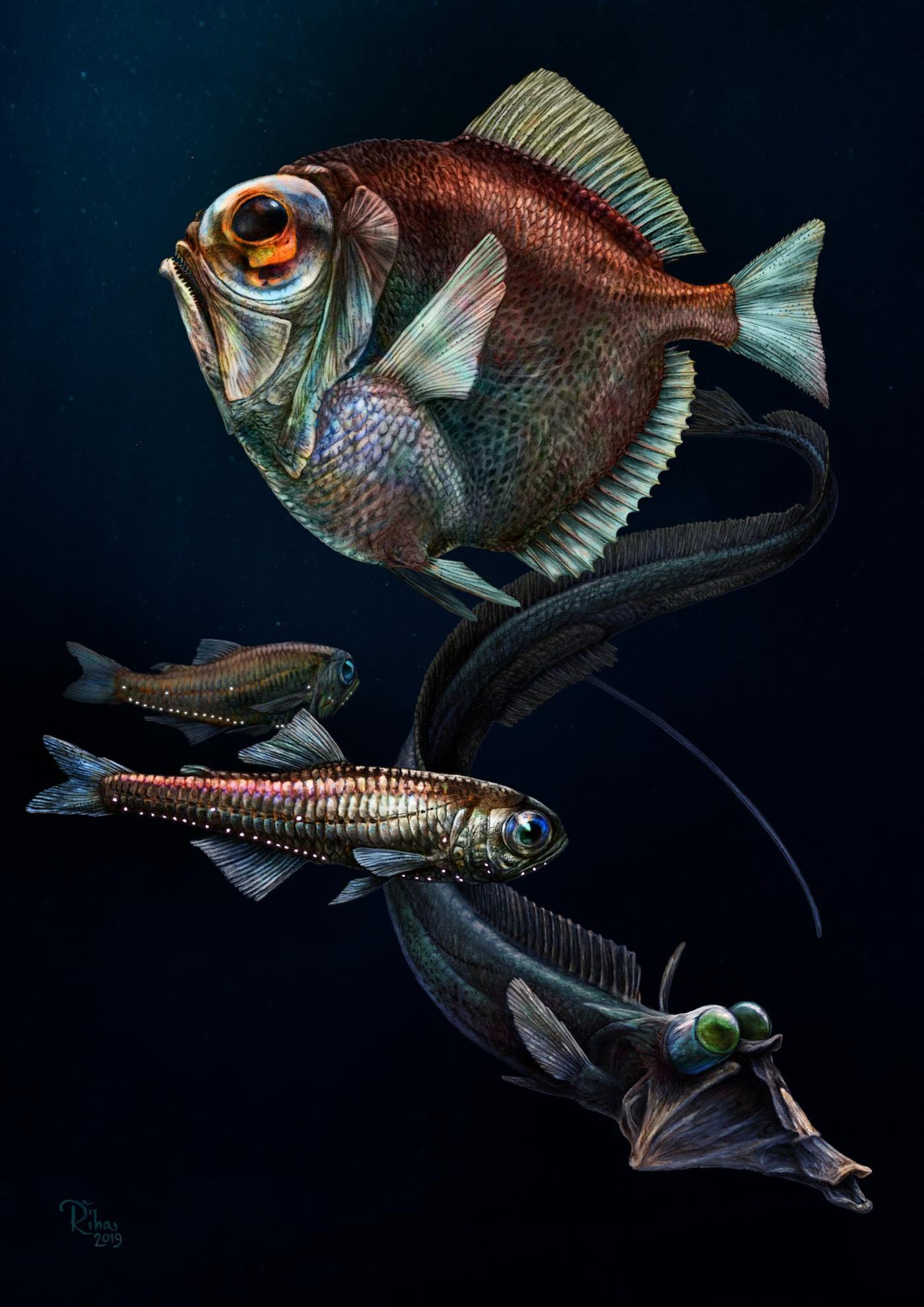 How Fish See In The Deep Dark Sea | By Robert Roy Britt | Medium
