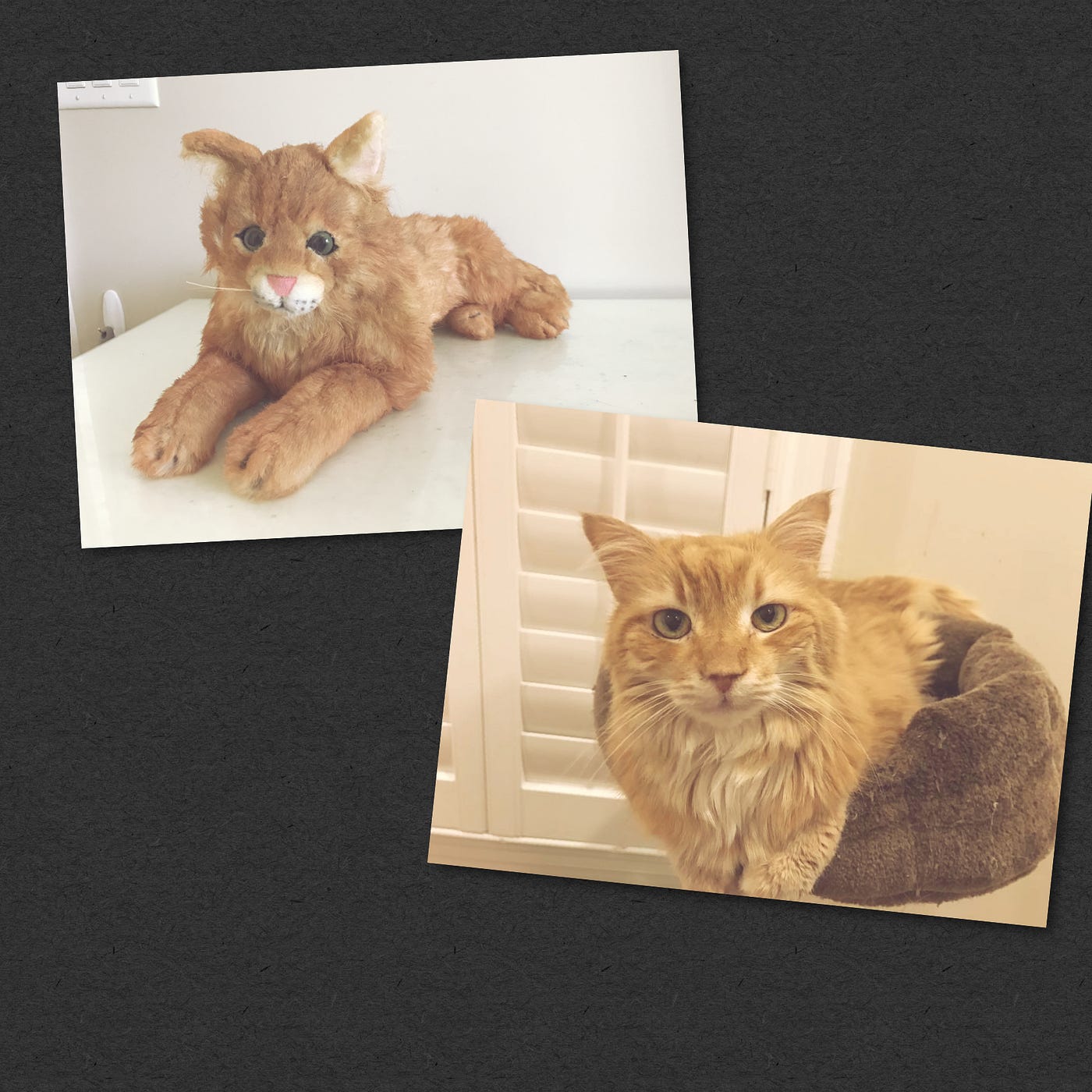 Cat finds comfort in her sister’s stuffed animal lookalike by Connie's Kittens Medium