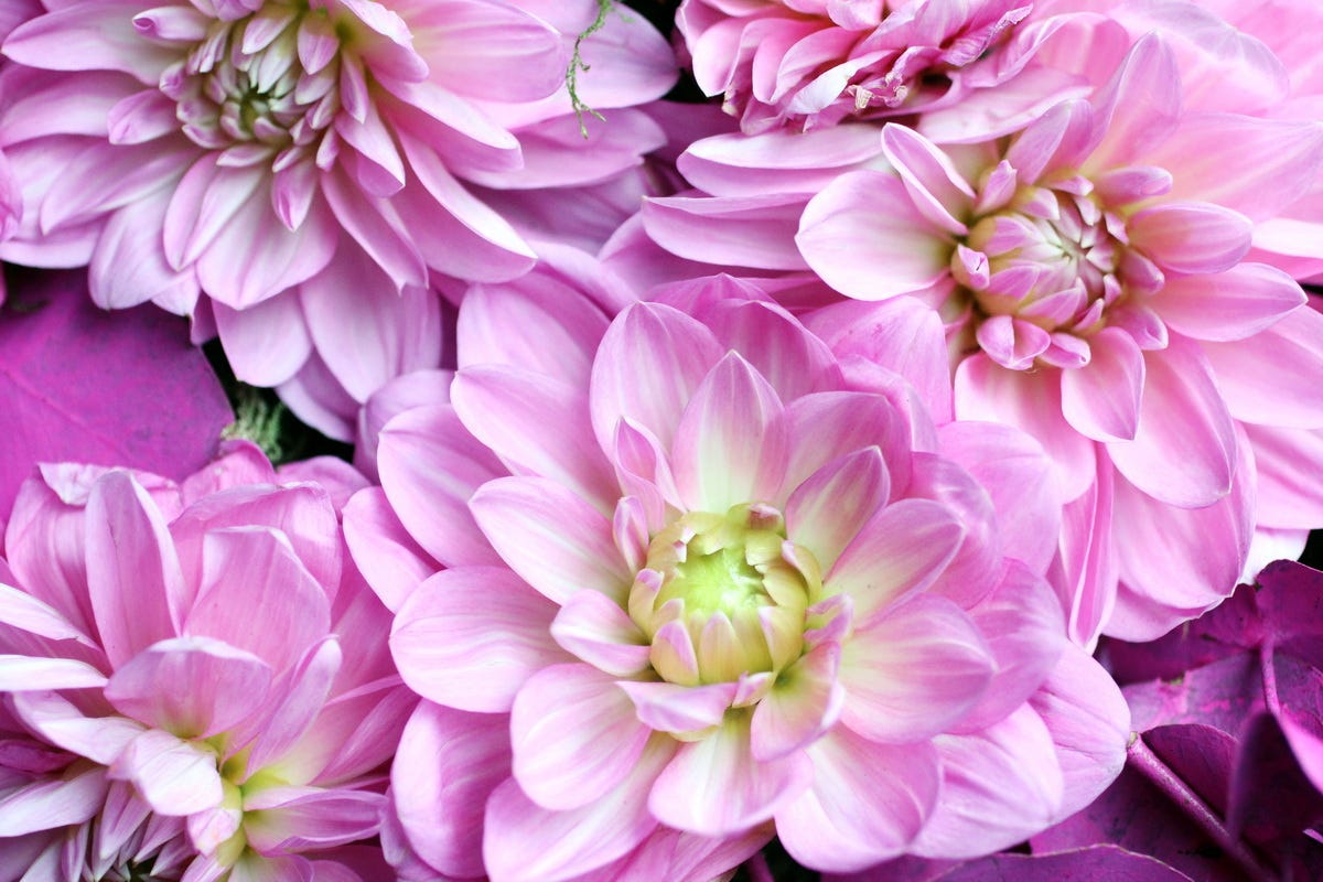 Summer Weddings. Three Stunning Seasonal Flowers by Todich Floral